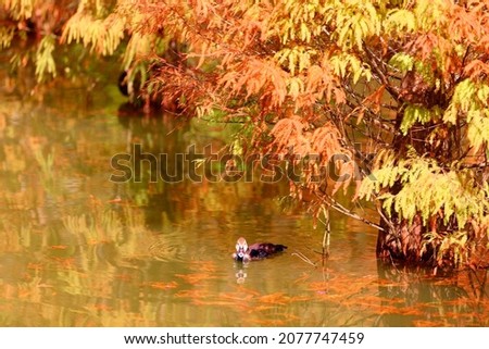 Autumn scenery of a Mallard (wild duck) swimming on the pond under the colorful leaves of Bald Cypress trees with fallen leaves in the lake water, in Sanwan Township, Miaoli County, Taiwan