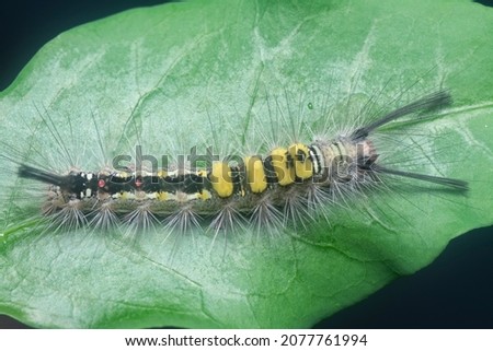 hairy tussock moth larvae caterpillar on the leaves