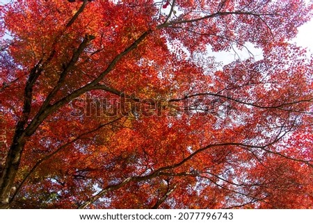 View of autumnal maple leave on the trees