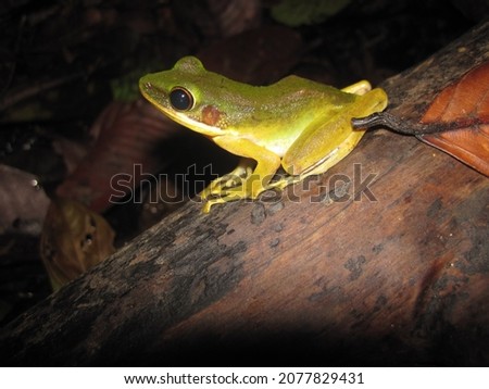 Hylarana raniceps, also known as the copper-cheeked frog, white-lipped frog, or Peters' Malaysian frog, is a species of "true frog" in the family Ranidae. It is endemic to Borneo, including Brune.