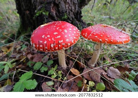 Poisonous mushroom Amanita in its natural habitat. Mushrooms in the forest close-up. 