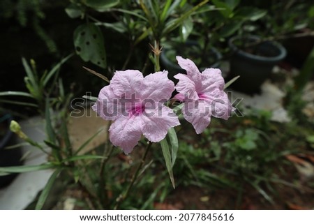 Two pink flowers in a garden. Wallpaper types picture