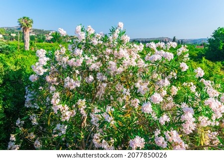 Mediterranean island with large caperi bush with blossomed flowers