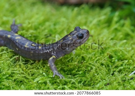 Closeup on the rare , endangered Gorgan Mountain Salamander,  Paradactylodon gorganensis ongreen moss