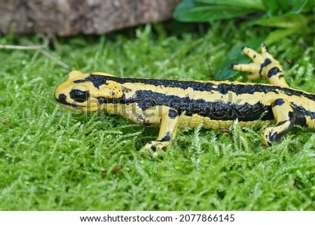 Closeup on a gorgeous yellow male Iberian fire salamander, Salamanra salamandra bernardezi on green moss