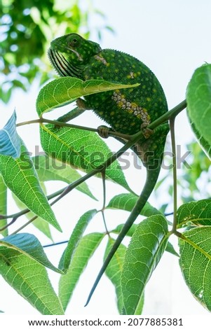 Chameleon on tree brunches camouflage