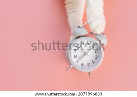 The alarm clock lies on a pink background, next to it are cat's paws. The concept of morning, awakening. Minimalism, top view, copy space