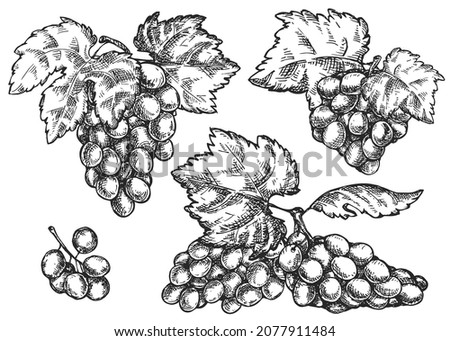 Set of vector hand draw grape bunch isolated on white background. Botanical illustration in sketch style. Vintage design element for branding organic healthy fresh food or market cover, banner, menu.