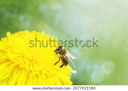 yellow dandelion with bee  close up on a background of greenery, natural background
