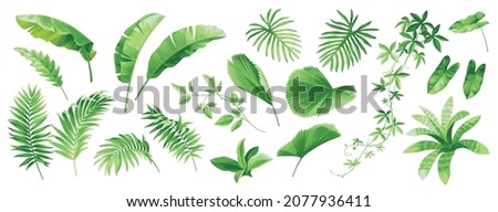 Hawaiian leaves set. Collection of exotic tropical plants: Chamaedorea, Banana palm, Kentia, Howea, Aechmea. Vector foliage elements isolated on a white background. Realistic botanical illustration. 