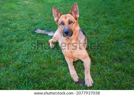 Beautiful young German Shepherd dog skillfully lying on the grass, smart and loyal animal, scanning look