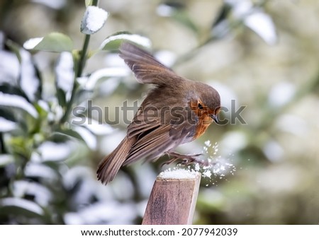 A European robin perching on a cut tree branch against a blurred background