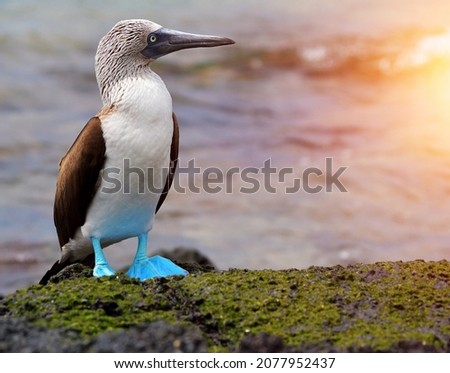 Blue footed booby bird with the background of sea and sunset Royalty-Free Stock Photo #2077952437