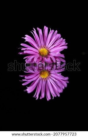 A purple aster flower reflection on a mirror isolated on a dark background