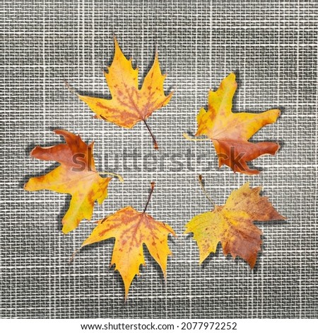 Greeting card cover with clear space for a message.  Golden leaves on the desk Royalty-Free Stock Photo #2077972252