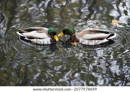 The family of the duck birds is the most species-rich of the order of the geese birds. It comprises 47 genera and around 150 species. This group includes such well-known types of waterfowl as the duck