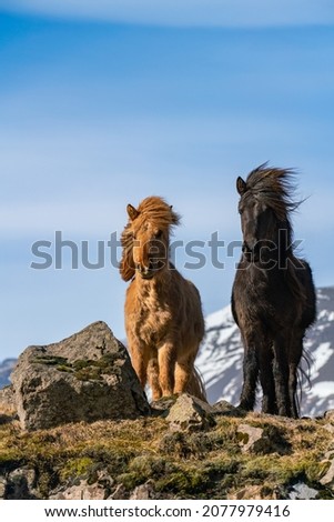 Majestic Icelandic Horses in Natural Landscape
