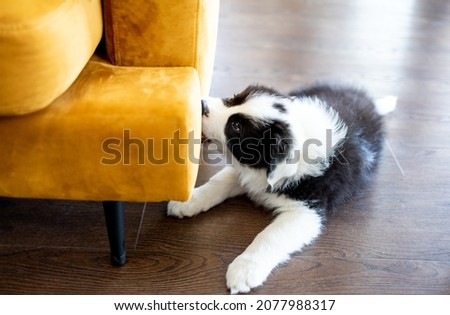 Puppy Border Collie dog bites furniture at home Royalty-Free Stock Photo #2077988317