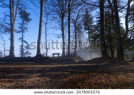 Wooden bench with autumn scenery at local mountain Uetliberg on a foggy afternoon. Photo taken November 12th, 2021, Zurich, Switzerland.