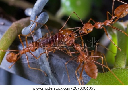 Close-up photo of red ants working together
by helping to carry food
Working as a team in the natural forest