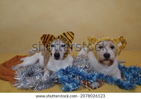 two dogs in a tiger ears costume are lying on the sofa in Christmas tree blue and silver tinsel and looking at the camera. Festive background. New Year, Christmas. Humor