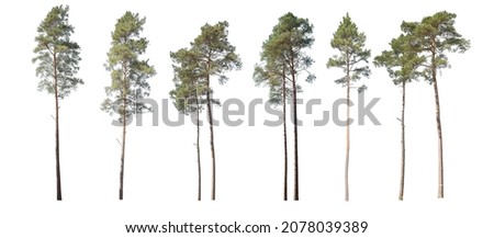 Collection of pine trees, a Christmas tree isolated on a white background