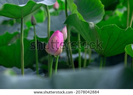 Lotus in full bloom in summer