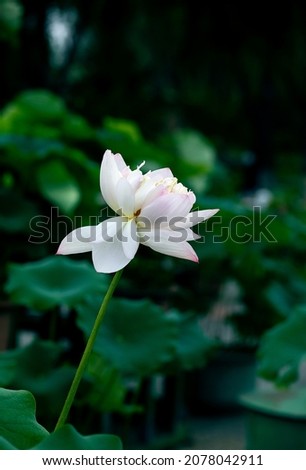 Lotus in full bloom in summer