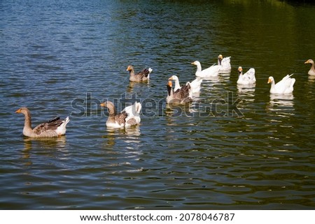 A flock of geese swimming in a lake