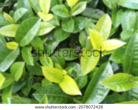 Picture top view of Ixora lobbii Loudon, green grass leaves on blur background, green back ground, environment and ecology concept design, spring background.