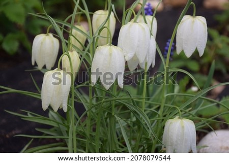 White bells flowers grow on a flowerbed in Latvia. Stock Photo