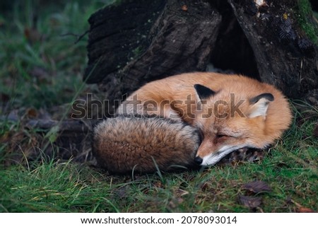 A red fox sleeping in the forest