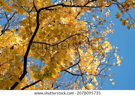 Yellow leaves on trees on a sunny autumn day. The seasons change and the weather gets colder.