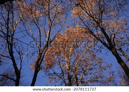 Autumn in the woods with long shadows on the trail, yellow and red leaves, beautiful colors against an incredibly blue sky. Sensational images that you can print and use.