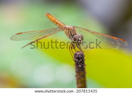 Macro of dragonfly resting on a twig in the morning