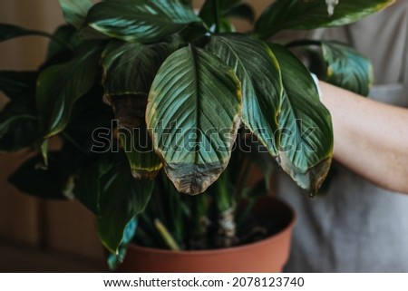 Houseplants diseases. Indoor plants Diseases Disorders Identification and Treatment, Houseplants sun burn. Female hands cutting Damaged Leaves from potted Spathiphyllum Sensation houseplant. Royalty-Free Stock Photo #2078123740