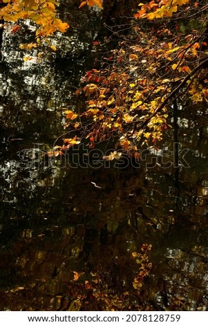 Close Up On The Golden Yellow Leaves And Branches Of European Beech Or Common Beech Fagus Sylvatica Beeing Reflected On A nearby Lake With Dark And Black Shadows. Late October, Leipzig, Germany. 