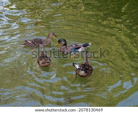 Four ducks swimming together on a lake 