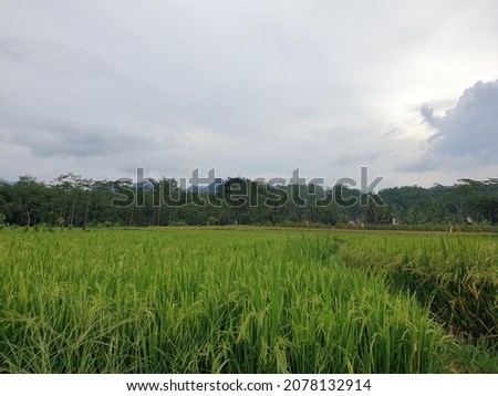 rice plants and clear sky 