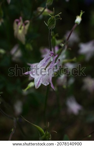 Beautiful Delicate Purple Catchment Flower (Aquil?gia) Raindrops Green Background. Nature After Rain