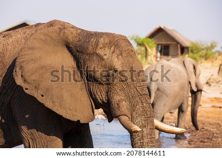 Huge elephant in natural park in Bostwana