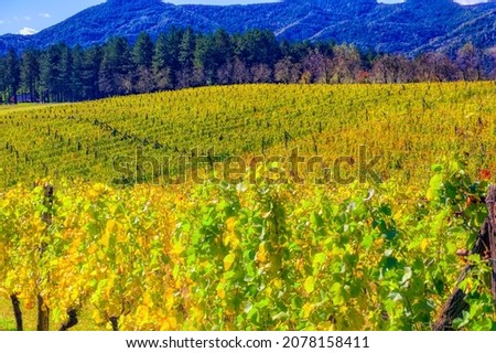 Vineyard during sunny autumn day. 