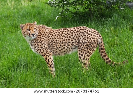 Broadside view of an impressive cheetah standing in lush grassland