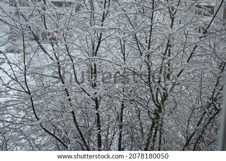 tree in the winter season, sprinkled with snow-white flakes of snow
