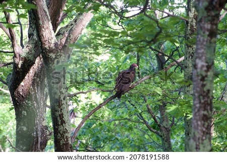 bird on tree branch in the forest