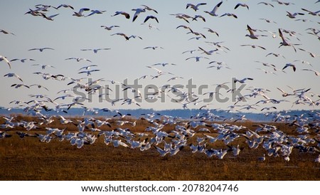 flock of birds in the bird park