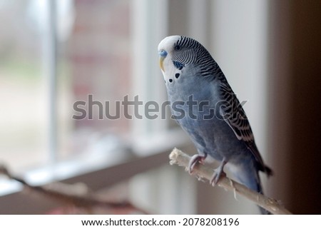 Handsome cute young male Mauve Gray Parakeet Budgie playing by the window on a Saturday morning in the fall Royalty-Free Stock Photo #2078208196