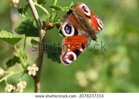 Butterfly Aglais io, peacock butterfly sitting on the flower of currant. Selective focus. High quality photo Royalty-Free Stock Photo #2078237314