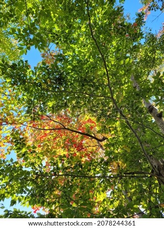 A shot of a tree from below changes fall colours 