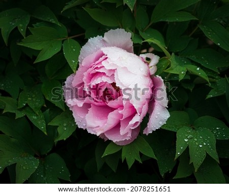A closeup shot of a beautiful pink garden rose covered in dewdrops